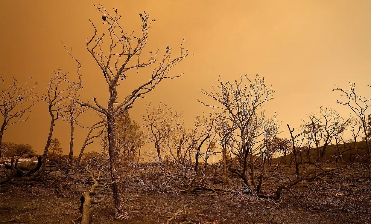 An orange-saturated grim landscape of skeletal trees