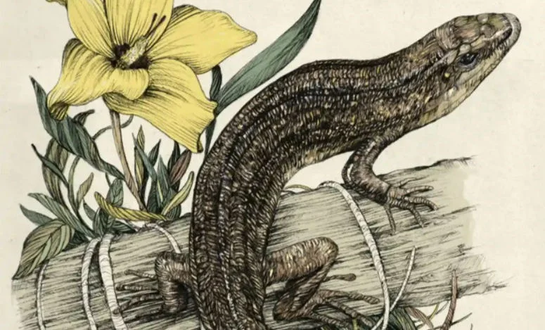A Victorian-era illustration of a skink on a log with a flower nearby