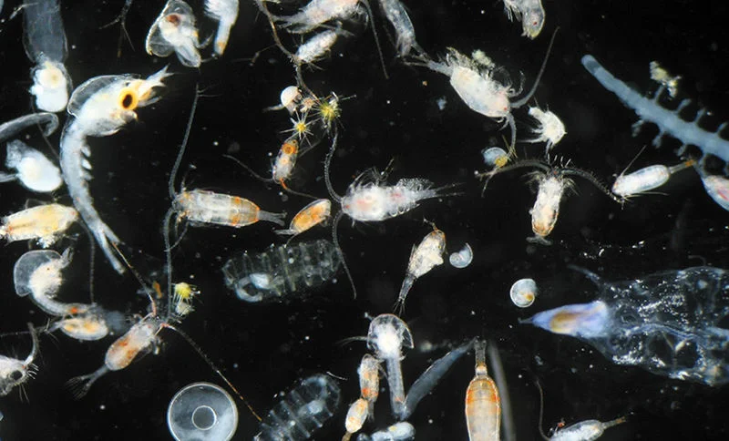 A microscope photograph of aquatic organisms